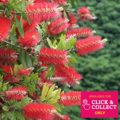 See more information about the Callistemon Splendis Bush