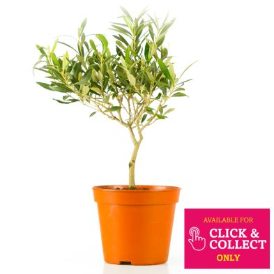 See more information about the Olive Bonsai Mini Tree