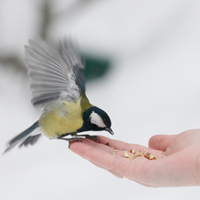 Bird care