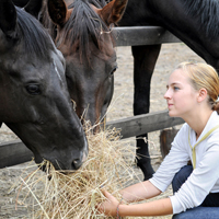 Horse care